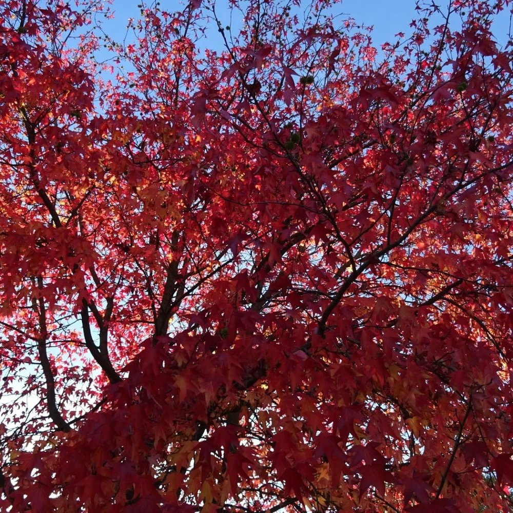 Copalme D'amérique Styraciflua/pot De 10l - 100/125 Cm 4 Copalme D'amérique Styraciflua/pot De 10l - 100/125 Cm – Image 2