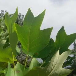 Tulipier De Virginie Tulipifera/pot De 25l - 175/200 Cm -Terre et Verdure 6400987ca6fd14.80585266