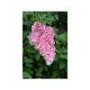 Hortensia 'vanille Fraise ?' - Pot De 3 Litres -Terre et Verdure 64033a02af00f9.13269993