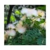 Albizia Kalkora (arbre à Soie Persane) Blanc - Taille Pot De 3.5l - 80/100cm -Terre et Verdure 64038b0fa7e9f5.09714500