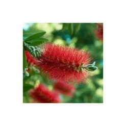 Callistemon Laevis Rouge - Taille Pot De 6 Litres - 100/120 Cm -Terre et Verdure 64038b6058d178.65308417