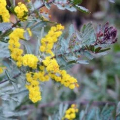 Acacia Baileyana 'purpurea' (acacia Pourpre De Bailey) Jaune - Taille Pot De 3 Litres - 80/100 Cm -Terre et Verdure 64038b61d87853.66386408