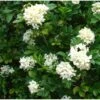 Murraya Paniculata (buis De Chine, Bois Jasmin, Oranger Jasmin) Blanc - Taille Pot De 10 Litres ? 140/160 Cm -Terre et Verdure 64038b638a2e35.43585900