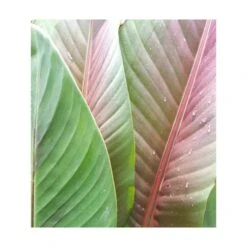 Bananier Musa Sikkimensis Rouge - Taille Pot De 6 Litres - 80/100 Cm -Terre et Verdure 64038b6641c2c4.81760865