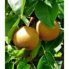 Pyrus Pyrifolia (poirier Chinois Ou Nashi) Blanc - Taille Pot De 5 Litres - 100/120 Cm -Terre et Verdure 64038b6f9470f6.50551373