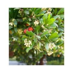 Arbutus Unedo Var. Rubra (arbousier) Blanc - Taille Pot De 2 Litres ? 30/40 Cm -Terre et Verdure 64038b70be2740.89600374