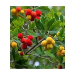 Arbutus Unedo Var. Rubra (arbousier) Blanc - Taille Pot De 2 Litres ? 30/40 Cm -Terre et Verdure 64038b70c1f563.02804112