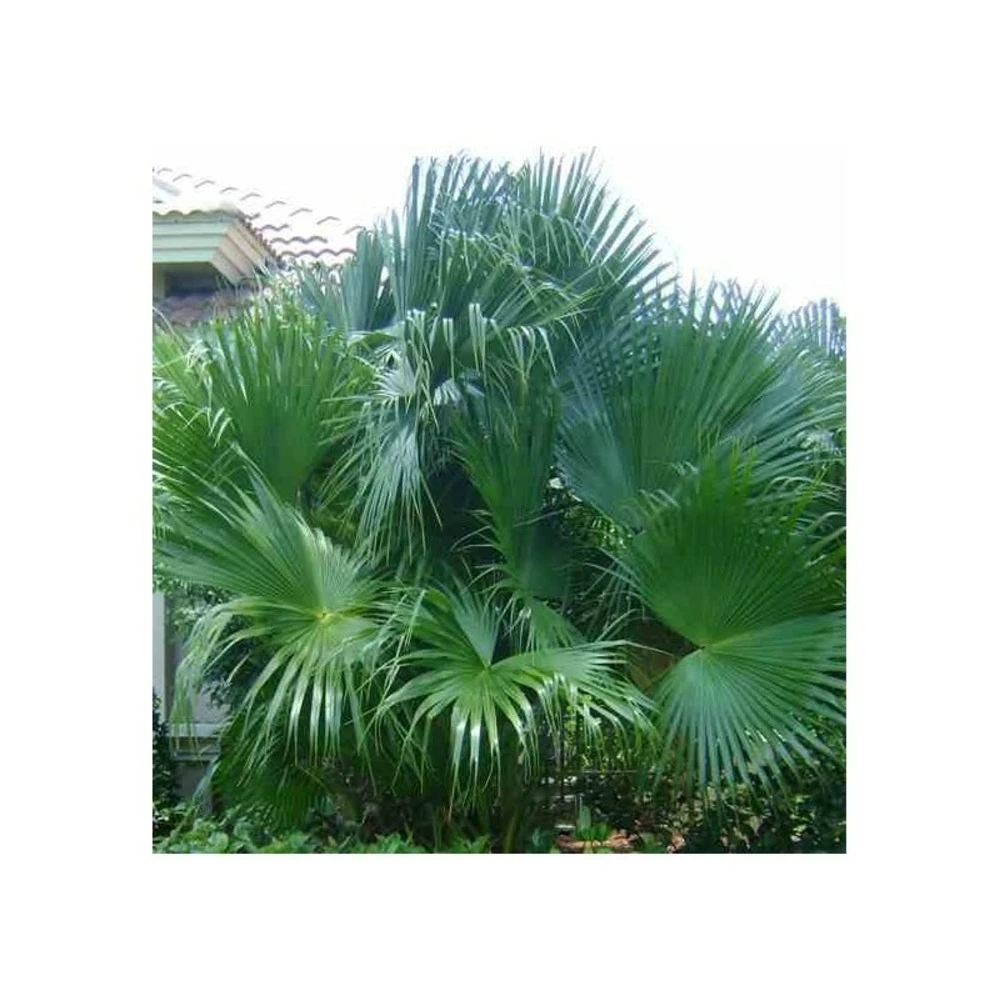 Livistona Chinensis (palmier éventail Chinois) Specimen Taille Pot 450l - 200/250cm - Stipe 100/125 3 Livistona Chinensis (palmier éventail Chinois) Specimen Taille Pot 450l - 200/250cm - Stipe 100/125