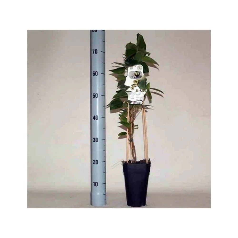 Actinidia Arguta Ken's Red ( Kiwai, Nergi, Kiwi De Sibérie, Kiwi Nain) Taille Pot De 2 Litres ? 40/60 Cm 3 Actinidia Arguta Ken's Red ( Kiwai, Nergi, Kiwi De Sibérie, Kiwi Nain) Taille Pot De 2 Litres ? 40/60 Cm