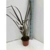 Phormium Tenax Var. Purpurea (lin De Nouvelle-zélande) Taille Pot De 6 Litres - 80/100 Cm - Jaune Et Rouge 2 Phormium Tenax Var. Purpurea (lin De Nouvelle-zélande) Taille Pot De 6 Litres - 80/100 Cm - Jaune Et Rouge -Terre et Verdure 64038b7e5a72f8.50303400