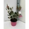 Rhaphiolepis Indica Rose - Taille Pot De 15 Litres ? 140/160 Cm 2 Rhaphiolepis Indica Rose - Taille Pot De 15 Litres ? 140/160 Cm -Terre et Verdure 64038b860bc8d2.93309843