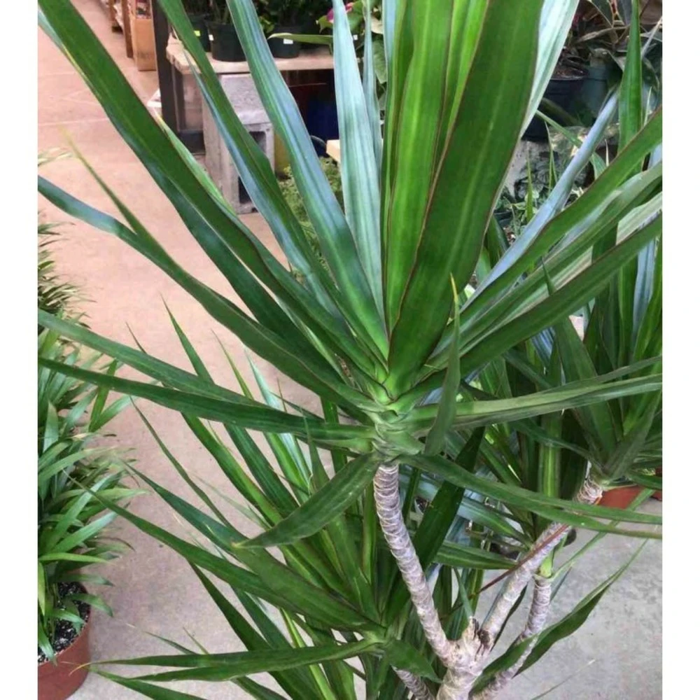Dracaena Marginata 'green' (dragonnier) Taille Pot De 6l - 4 Pieds - 110/130cm 4 Dracaena Marginata 'green' (dragonnier) Taille Pot De 6l - 4 Pieds - 110/130cm – Image 2