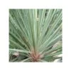 Cordyline Australis Pink Champagne Blanc - Taille Pot De 7 Litres ? 60/80 Cm -Terre et Verdure 64038b8be68613.19722658