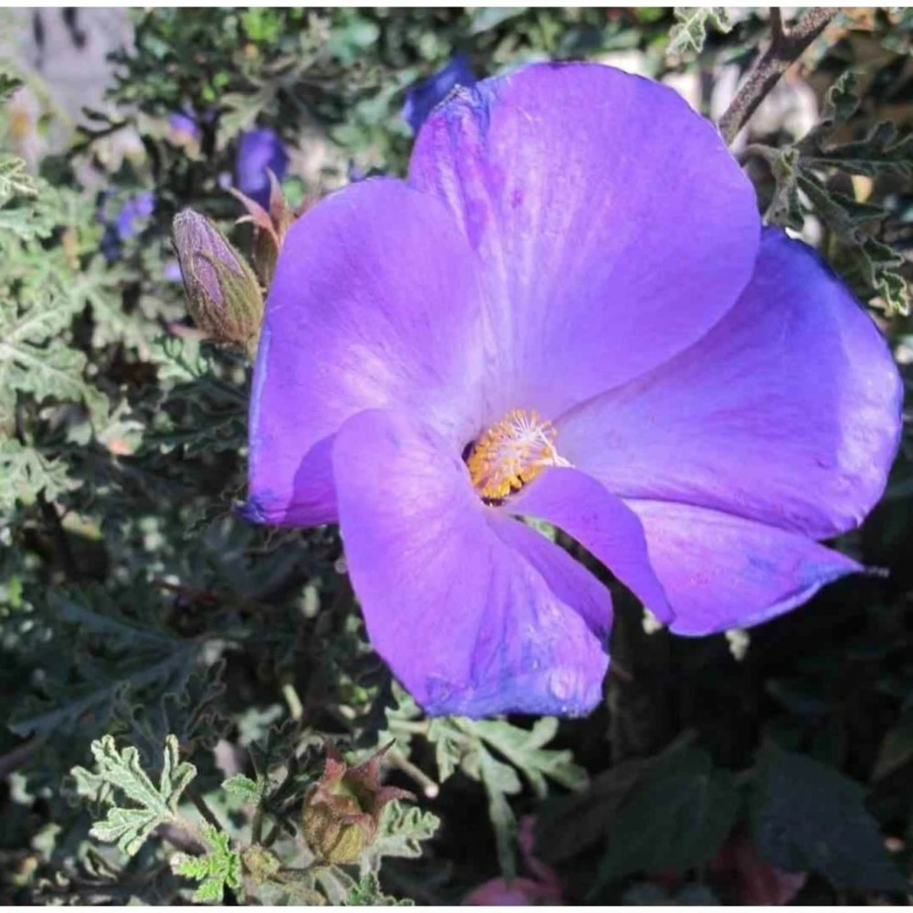 Alyogine Huegelii Var. Santa Cruz Bleu - Taille Pot De 2 Litres - 50/70 Cm 3 Alyogine Huegelii Var. Santa Cruz Bleu - Taille Pot De 2 Litres - 50/70 Cm