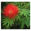 Calliandra Tweedii Taille Pot De 3 Litres - 80/100 Cm 2 Calliandra Tweedii Taille Pot De 3 Litres - 80/100 Cm -Terre et Verdure 64038b90335da4.67084299