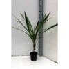 Cordyline Australis Blanc - Taille Pot De 7 Litres ? 100/120 Cm 1 Cordyline Australis Blanc - Taille Pot De 7 Litres ? 100/120 Cm -Terre et Verdure 64038b929d5e77.21981717