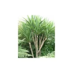 Cordyline Australis Blanc - Taille Pot De 7 Litres ? 100/120 Cm -Terre et Verdure 64038b92a6b338.42905672