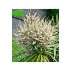 Cordyline Australis Blanc - Taille Pot De 7 Litres ? 100/120 Cm -Terre et Verdure 64038b92aa5d03.85365478