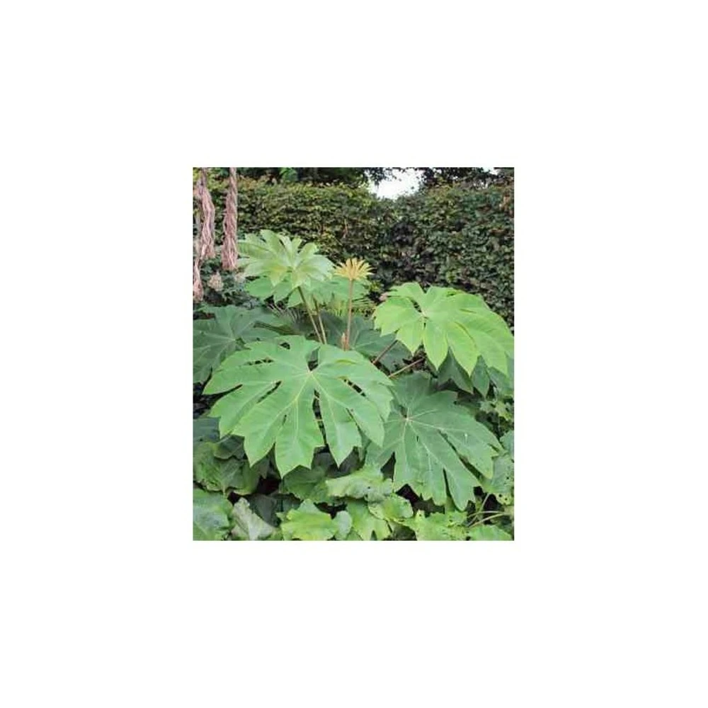 Tetrapanax Papyrifer ( Arbre à Papier De Riz) Blanc - Taille Pot De 5 Litres ? 60/80 Cm 4 Tetrapanax Papyrifer ( Arbre à Papier De Riz) Blanc - Taille Pot De 5 Litres ? 60/80 Cm – Image 2