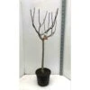 Ficus Carica (figuier) Blanc - Taille Pot De 5 Litres ? 80/100 Cm 1 Ficus Carica (figuier) Blanc - Taille Pot De 5 Litres ? 80/100 Cm -Terre et Verdure 64038b9547bd75.35430119