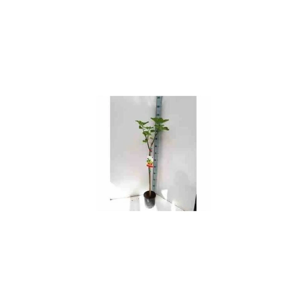Ficus Carica (figuier) Blanc - Taille Pot De 5 Litres ? 80/100 Cm 4 Ficus Carica (figuier) Blanc - Taille Pot De 5 Litres ? 80/100 Cm – Image 2