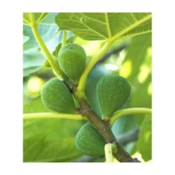 Ficus Carica (figuier) Blanc - Taille Pot De 5 Litres ? 80/100 Cm 8 Ficus Carica (figuier) Blanc - Taille Pot De 5 Litres ? 80/100 Cm -Terre et Verdure 64038b954fb694.54877303