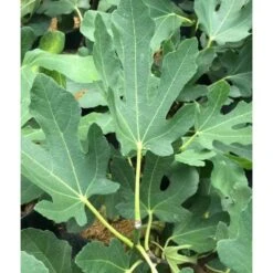 Ficus Carica (figuier) Blanc - Taille Pot De 5 Litres ? 80/100 Cm 9 Ficus Carica (figuier) Blanc - Taille Pot De 5 Litres ? 80/100 Cm -Terre et Verdure 64038b955ffd22.54349580