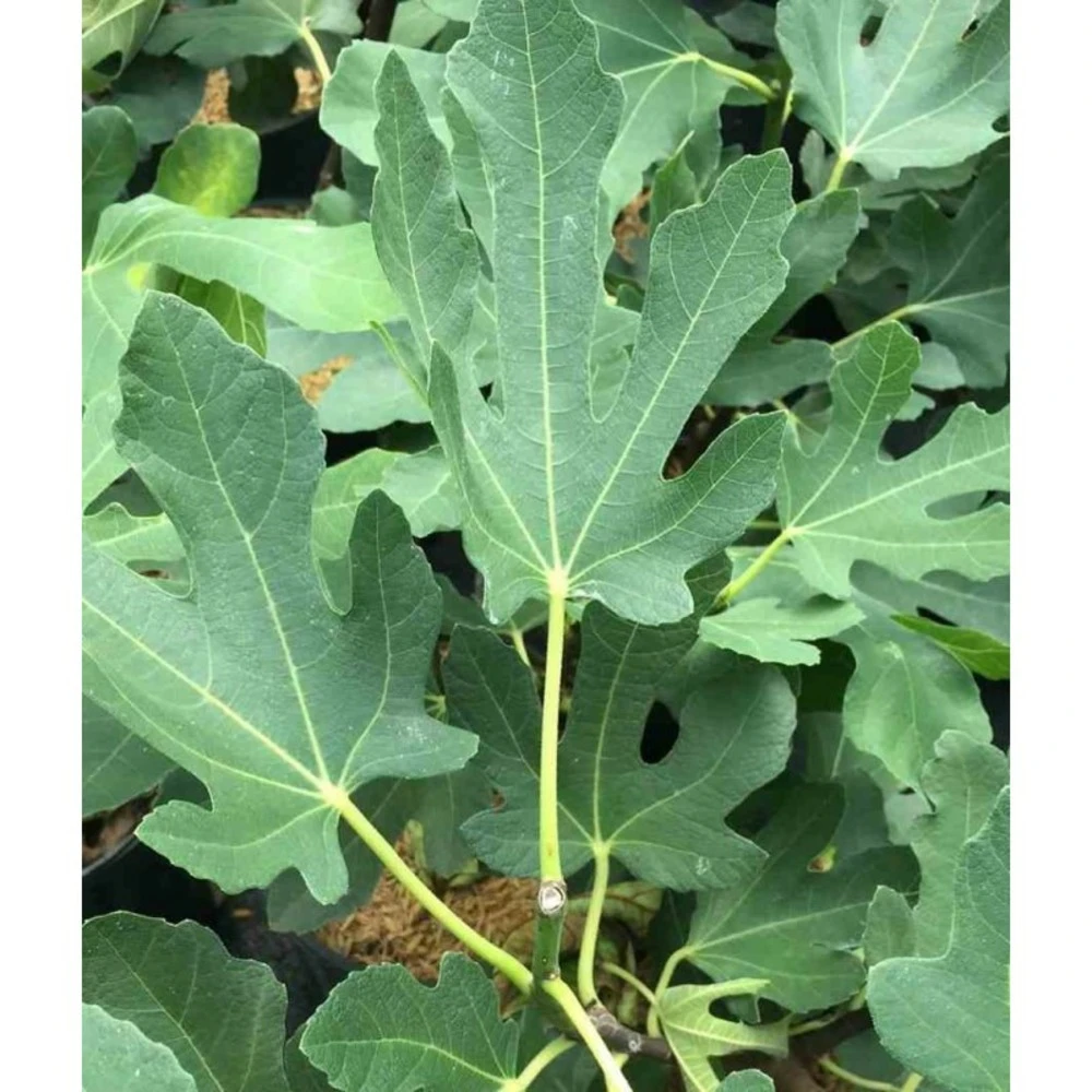 Ficus Carica (figuier) Blanc - Taille Pot De 5 Litres ? 80/100 Cm 6 Ficus Carica (figuier) Blanc - Taille Pot De 5 Litres ? 80/100 Cm – Image 4