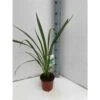Phormium Tenax (lin De Nouvelle-zélande) Taille Pot De 6 Litres - 80/100 Cm - Jaune Et Rouge -Terre et Verdure 64038b99120aa2.44312797