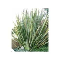 Phormium Tenax (lin De Nouvelle-zélande) Taille Pot De 6 Litres - 80/100 Cm - Jaune Et Rouge -Terre et Verdure 64038b99176297.65900660
