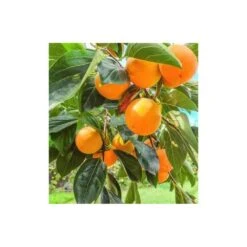 Diospyros Kaki Var.fuyu (plaqueminier) Taille Pot De 3 Litres - 80/100 Cm - Jaune -Terre et Verdure 64038b9bd90311.63962905