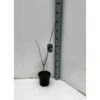 Asimina Triloba (paw Paw) Violet - Taille Pot De 3 Litres ? 60/80 Cm 1 Asimina Triloba (paw Paw) Violet - Taille Pot De 3 Litres ? 60/80 Cm -Terre et Verdure 64038b9f9c3810.13682460