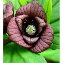 Asimina Triloba (paw Paw) Violet - Taille Pot De 3 Litres ? 60/80 Cm -Terre et Verdure 64038b9fa4f3b3.84181645