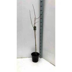 Asimina Triloba (paw Paw) Violet - Taille Pot De 3 Litres ? 60/80 Cm -Terre et Verdure 64038b9fb3ae60.80856107
