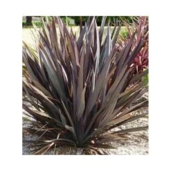 Phormium Tenax Var. Purpurea (lin De Nouvelle-zélande) Taille Pot De 2 Litres ? 30/40 Cm - Jaune Et Rouge 8 Phormium Tenax Var. Purpurea (lin De Nouvelle-zélande) Taille Pot De 2 Litres ? 30/40 Cm - Jaune Et Rouge -Terre et Verdure 64038ba73e8b16.29335605