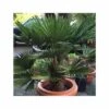 Kit 3 Trachycarpus Wagnerianus Pour Création De Bosquet -Terre et Verdure 64038ba9e89064.34311209