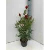 Callistemon Laevis Rouge - Taille Pot De 2 Litres - 60/80 Cm -Terre et Verdure 64038bac849670.63491390