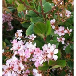 Rhaphiolepis Indica Taille Pot De 2 Litres ? 20/30 Cm - Rose -Terre et Verdure 64038baf4762c1.44792849