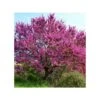 Cercis Siliquastrum (arbre De Judée) Taille Pot De 6 Litres - 140/150cm - Rose 2 Cercis Siliquastrum (arbre De Judée) Taille Pot De 6 Litres - 140/150cm - Rose -Terre et Verdure 64038bb24c1235.57034104