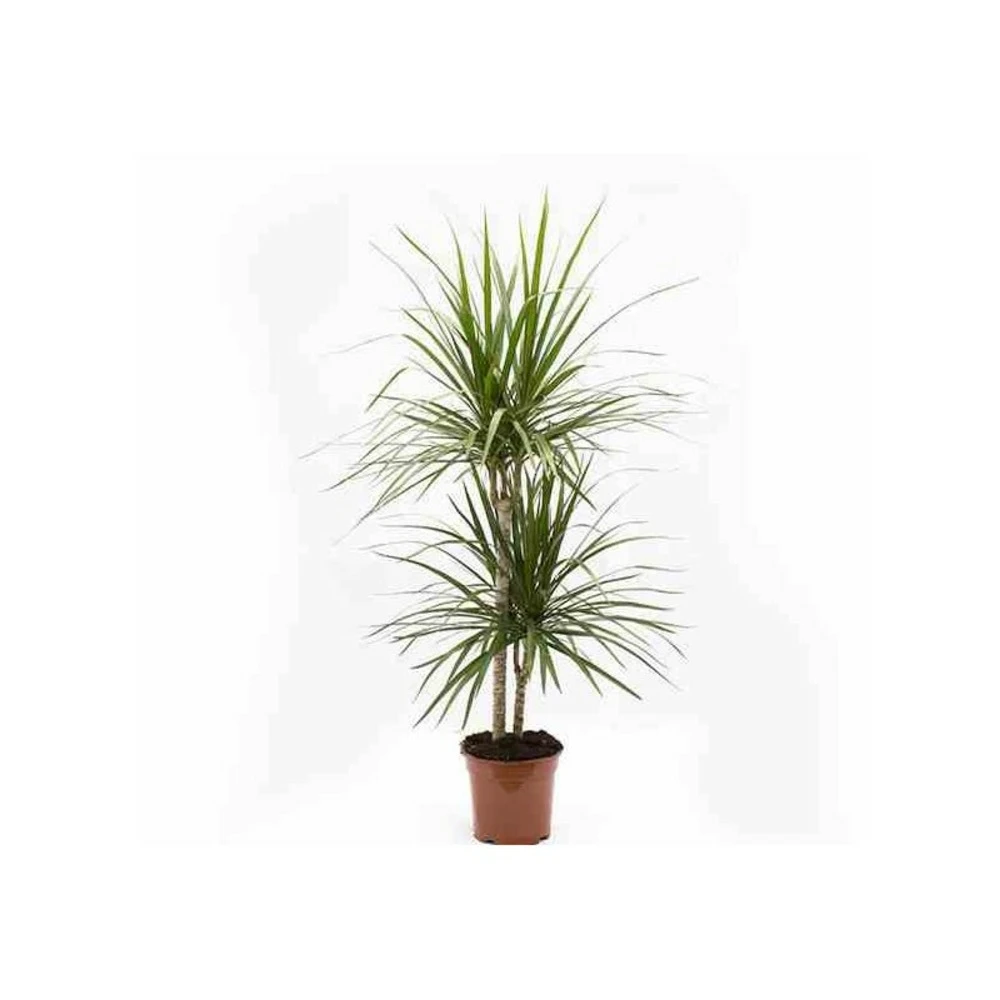 Dracaena Marginata 'green' (dragonnier) Taille Pot De 3 Litres - 50/60 Cm 3 Dracaena Marginata 'green' (dragonnier) Taille Pot De 3 Litres - 50/60 Cm