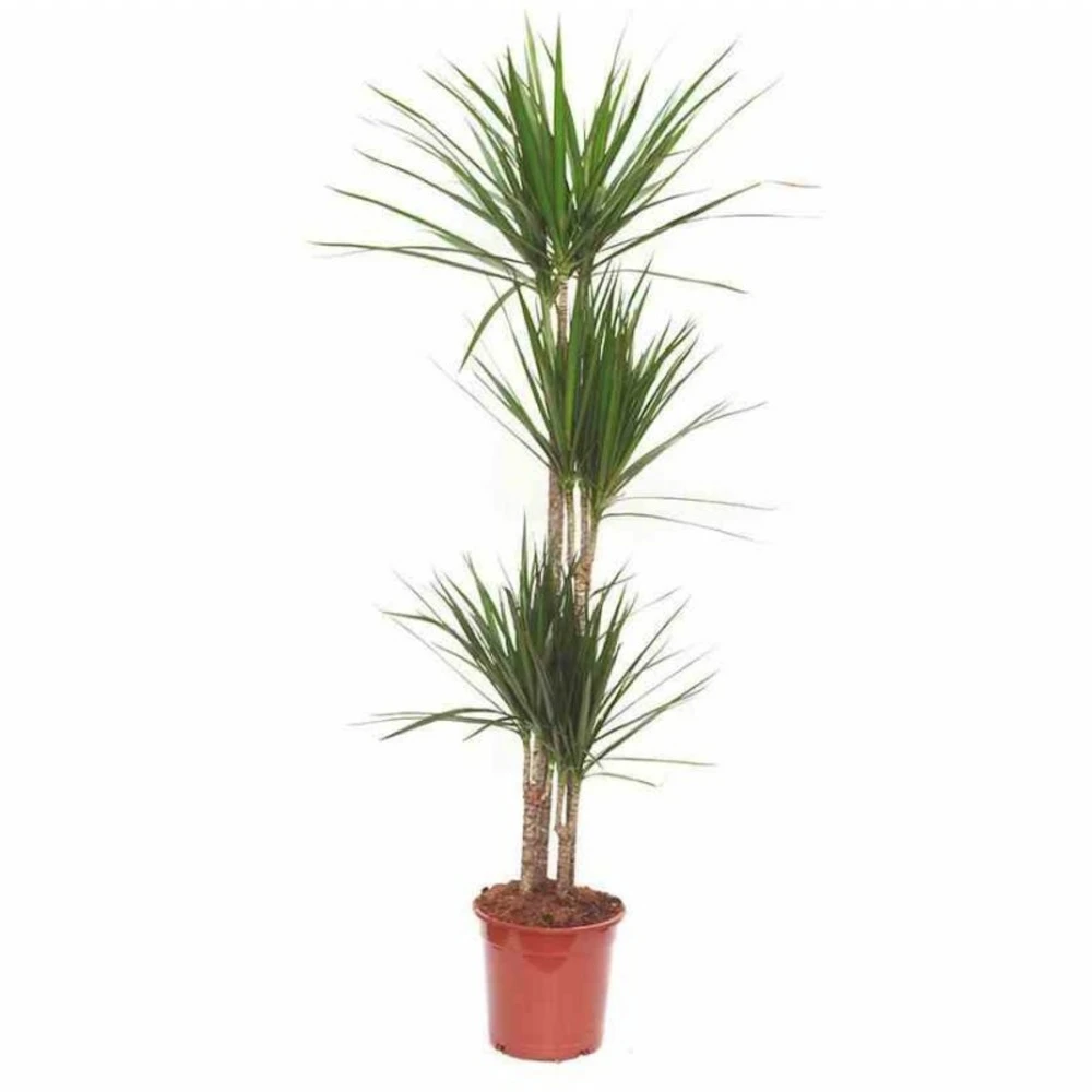 Dracaena Marginata 'green' (dragonnier) Taille Pot De 3 Litres - 50/60 Cm 5 Dracaena Marginata 'green' (dragonnier) Taille Pot De 3 Litres - 50/60 Cm – Image 3