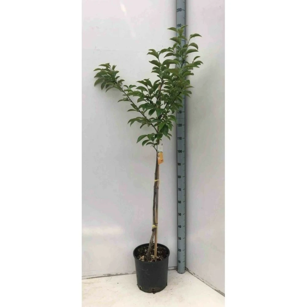 Diospyros Kaki Var.fuyu (plaqueminier) Taille Pot De 7 Litres ? 100/120 Cm - Jaune 4 Diospyros Kaki Var.fuyu (plaqueminier) Taille Pot De 7 Litres ? 100/120 Cm - Jaune – Image 2