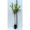 Diospyros Kaki Var.fuyu (plaqueminier) Taille Pot De 7 Litres ? 100/120 Cm - Jaune 2 Diospyros Kaki Var.fuyu (plaqueminier) Taille Pot De 7 Litres ? 100/120 Cm - Jaune -Terre et Verdure 64038bb6a3b1c2.30070524