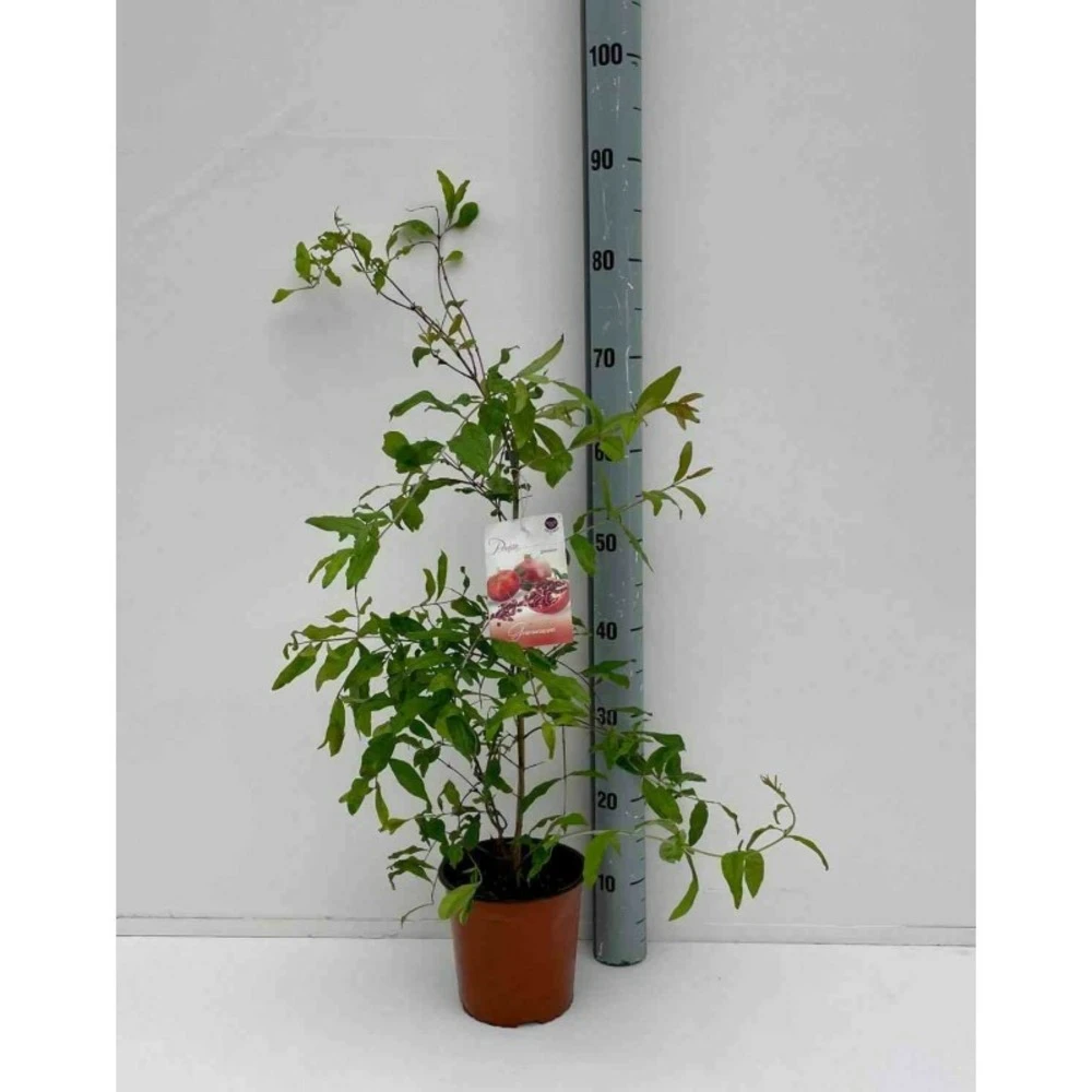 Punica Granatum Adulte (grenadier à Fruits) Rouge - Taille Pot 65l - 150/175cm - Peri 20/25 3 Punica Granatum Adulte (grenadier à Fruits) Rouge - Taille Pot 65l - 150/175cm - Peri 20/25