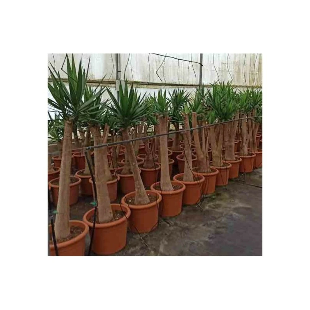 Yucca Elephantipes (yucca Pied D'éléphant) Blanc - Taille Pot De 65l - 180/200cm 4 Yucca Elephantipes (yucca Pied D'éléphant) Blanc - Taille Pot De 65l - 180/200cm – Image 2