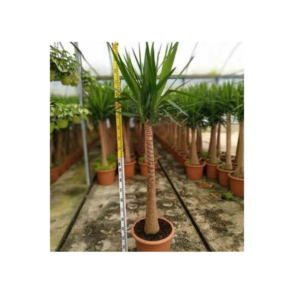 Yucca Elephantipes (yucca Pied D'éléphant) Blanc - Taille Pot De 65l - 180/200cm 5 Yucca Elephantipes (yucca Pied D'éléphant) Blanc - Taille Pot De 65l - 180/200cm – Image 3