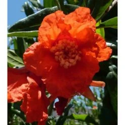 Punica Granatum Adulte (grenadier à Fruits) Rouge - Taille Pot 230l - 175/200cm - Peri 40/50 -Terre et Verdure 64038bbd5aafd3.23141001