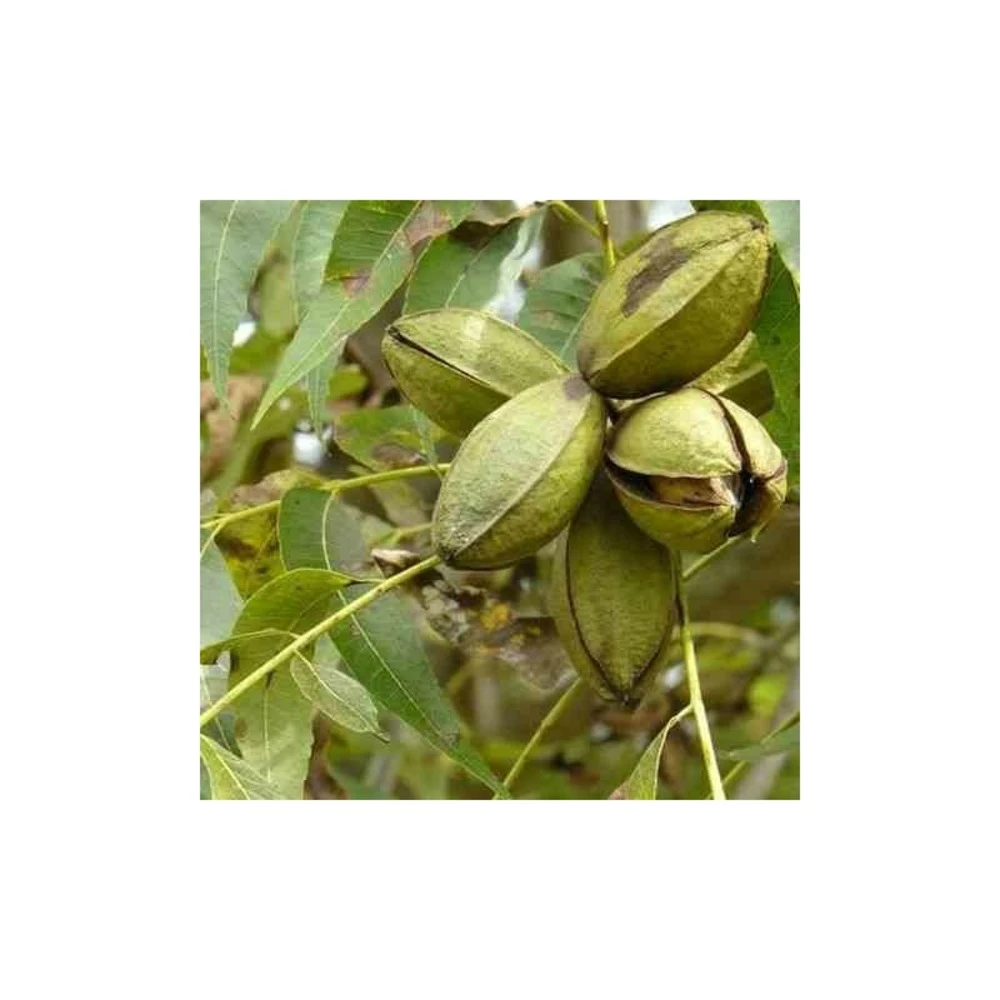 Carya Illinoinensis Adulte (noix De Pecan, Pacanier) Vert - Taille Pot De 25l - 160/180cm 5 Carya Illinoinensis Adulte (noix De Pecan, Pacanier) Vert - Taille Pot De 25l - 160/180cm – Image 3