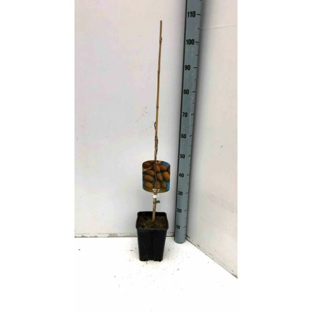 Carya Illinoinensis Adulte (noix De Pecan, Pacanier) Vert - Taille Pot De 25l - 160/180cm 3 Carya Illinoinensis Adulte (noix De Pecan, Pacanier) Vert - Taille Pot De 25l - 160/180cm