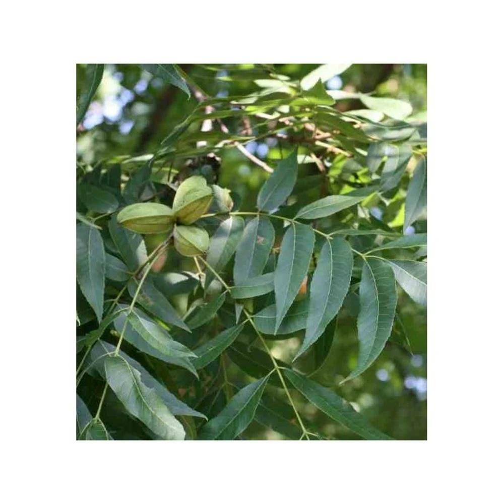 Carya Illinoinensis Adulte (noix De Pecan, Pacanier) Vert - Taille Pot De 25l - 160/180cm 4 Carya Illinoinensis Adulte (noix De Pecan, Pacanier) Vert - Taille Pot De 25l - 160/180cm – Image 2
